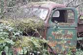Old dump truck covered by vines and moss in Vintage car wrecking yard