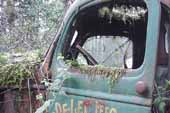 Vintage truck cab door draped with moss in classic car junk yard